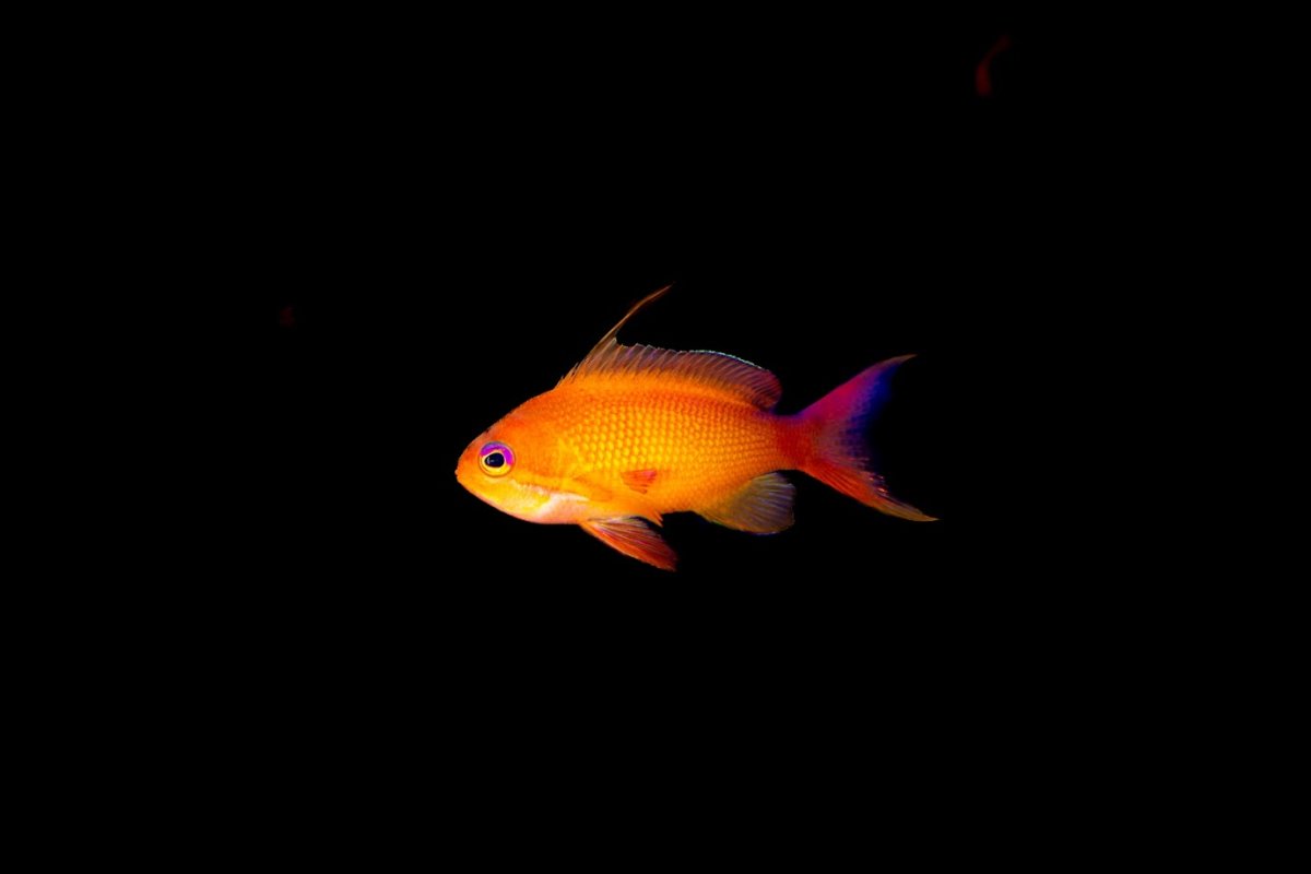 _DSC0393.jpg