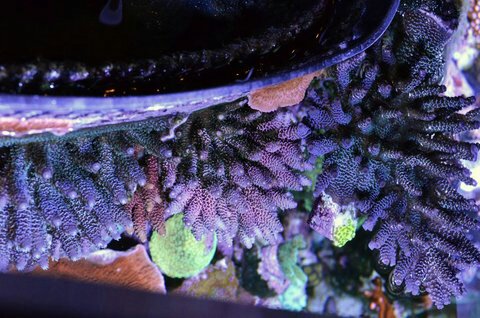 _DSC0482_zpsf2732d2e.jpeg