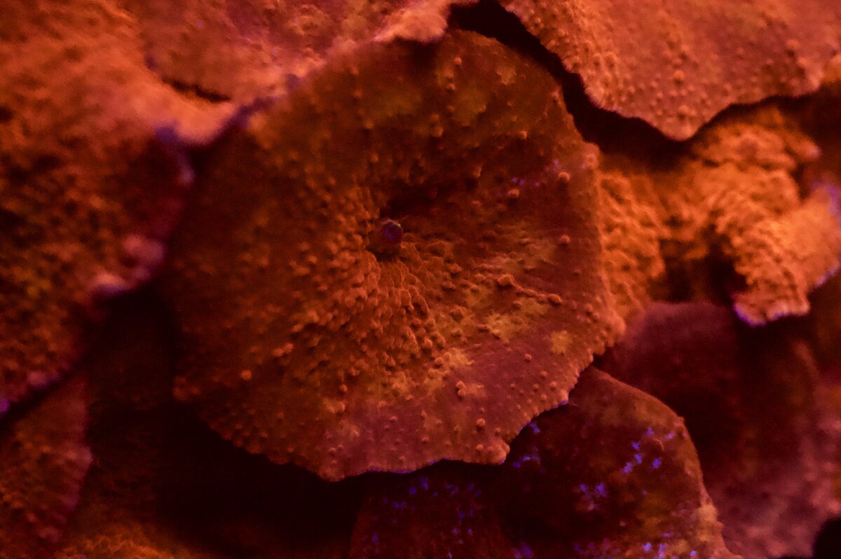 _DSC0526.jpeg