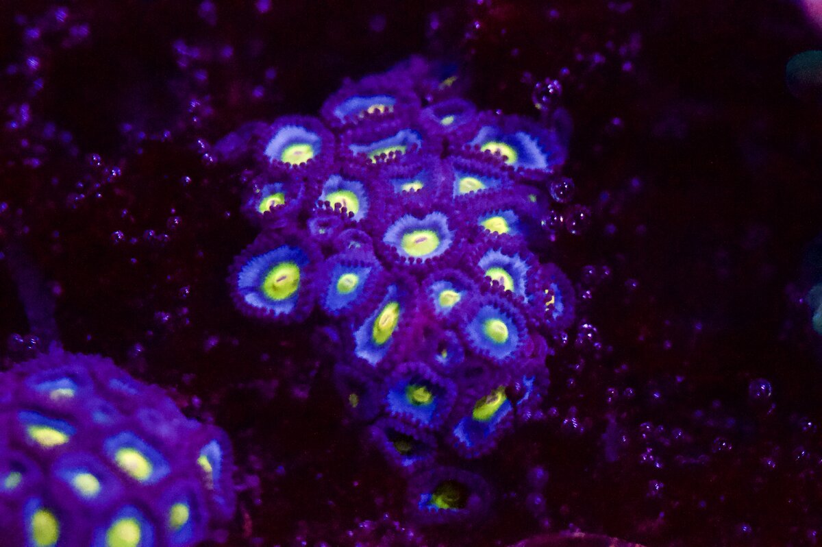 _DSC0530.jpeg