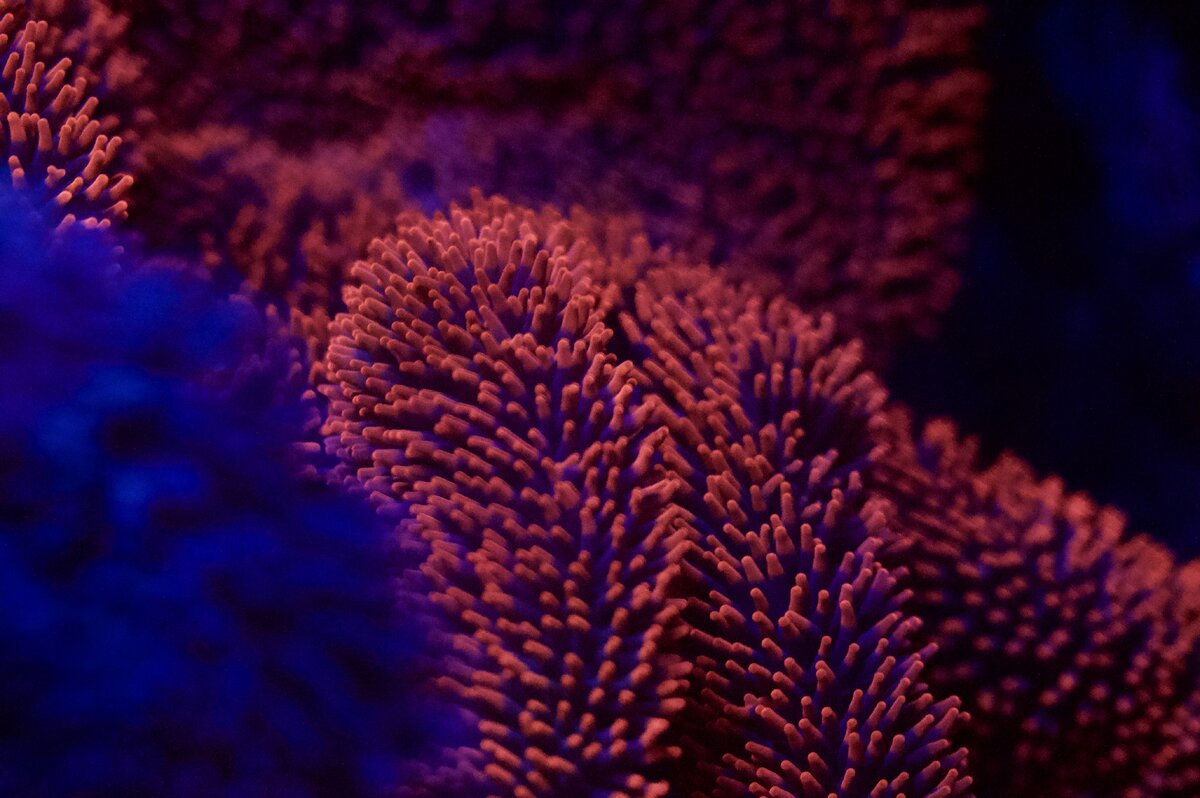 _DSC0577.jpeg