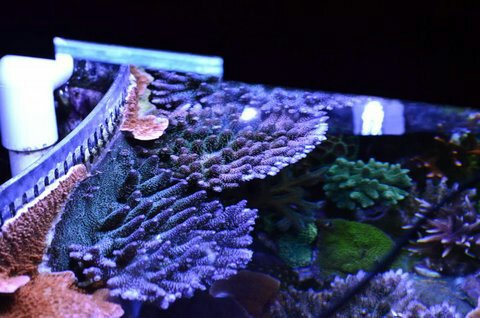 _DSC0735_zps72d99636.jpeg