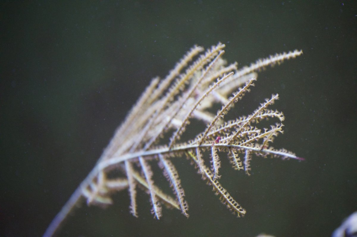 _DSC1247.jpeg