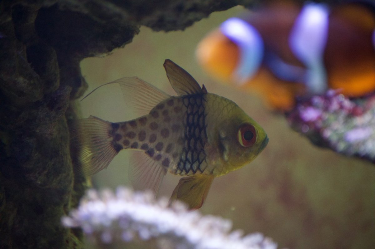 _DSC1248.jpeg
