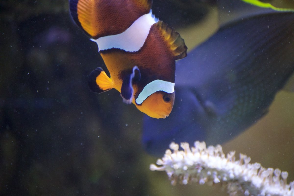 _DSC1249.jpeg