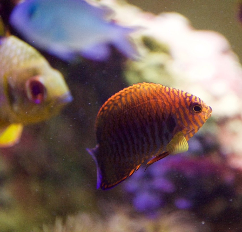 _DSC1253.jpeg