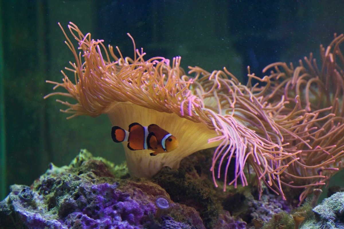 _DSC1266.jpeg