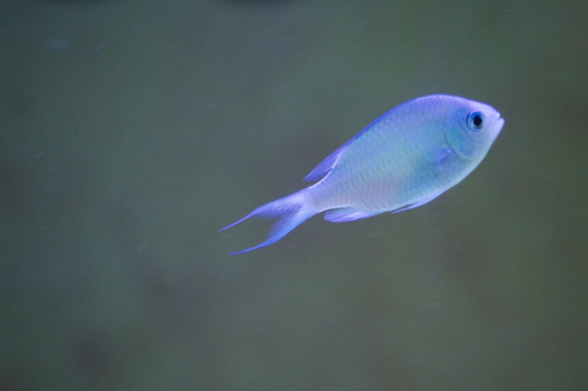 _DSC1334.jpeg