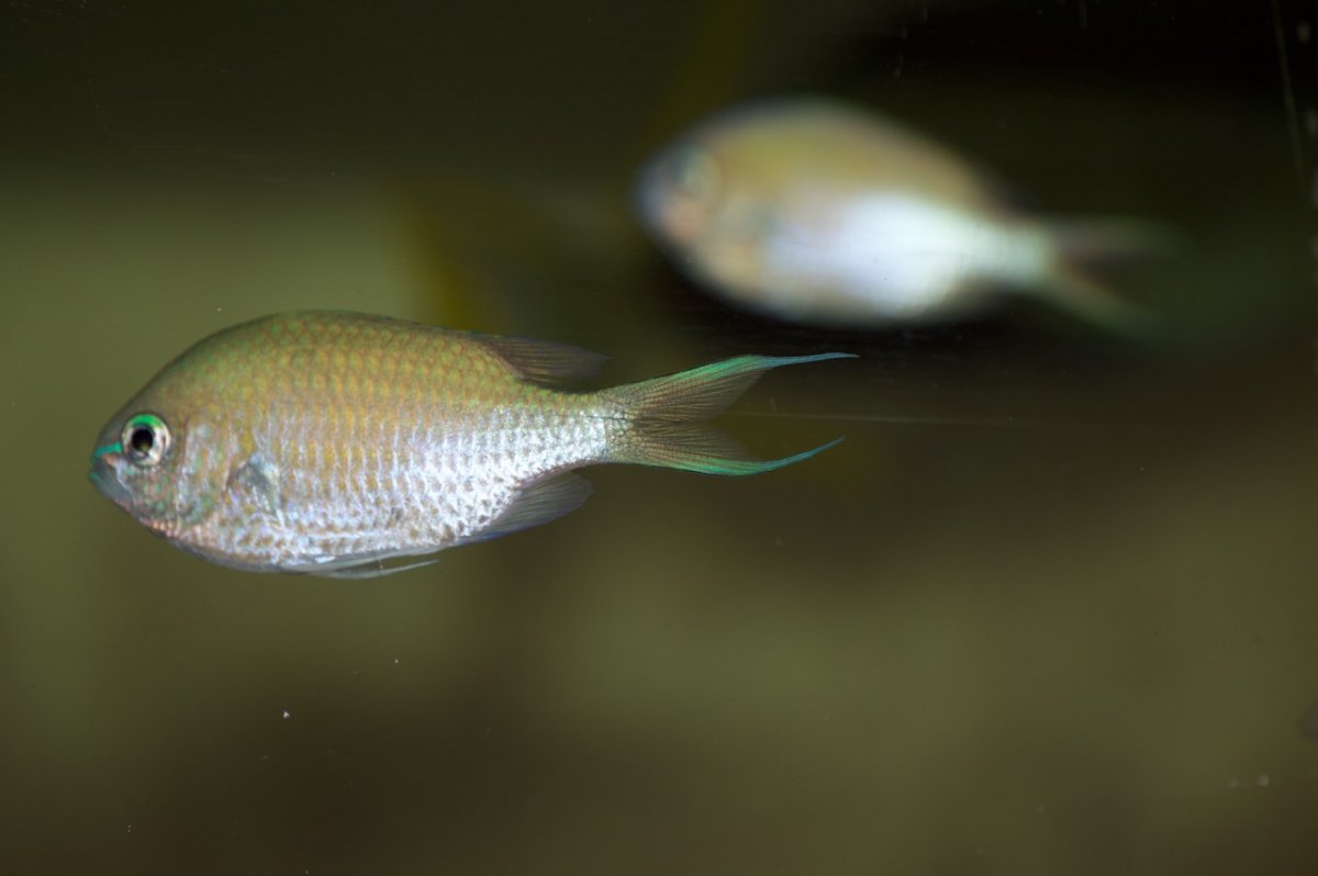 _DSC1375.jpeg