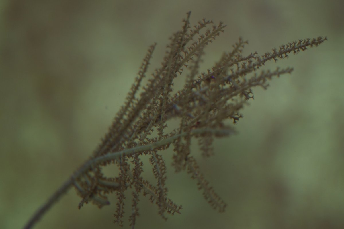 _DSC1384.jpeg