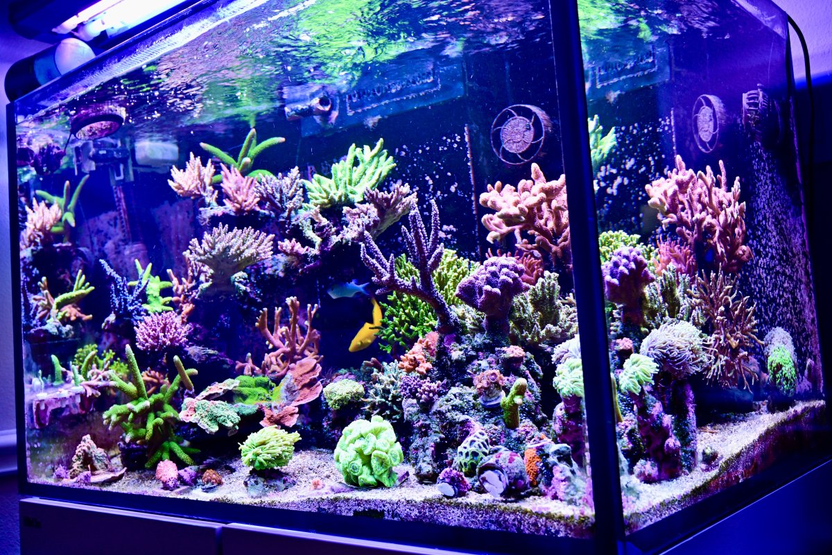 2025 Full Tank Shots (FTS) photos! Show off your reef here! | Page 2 ...