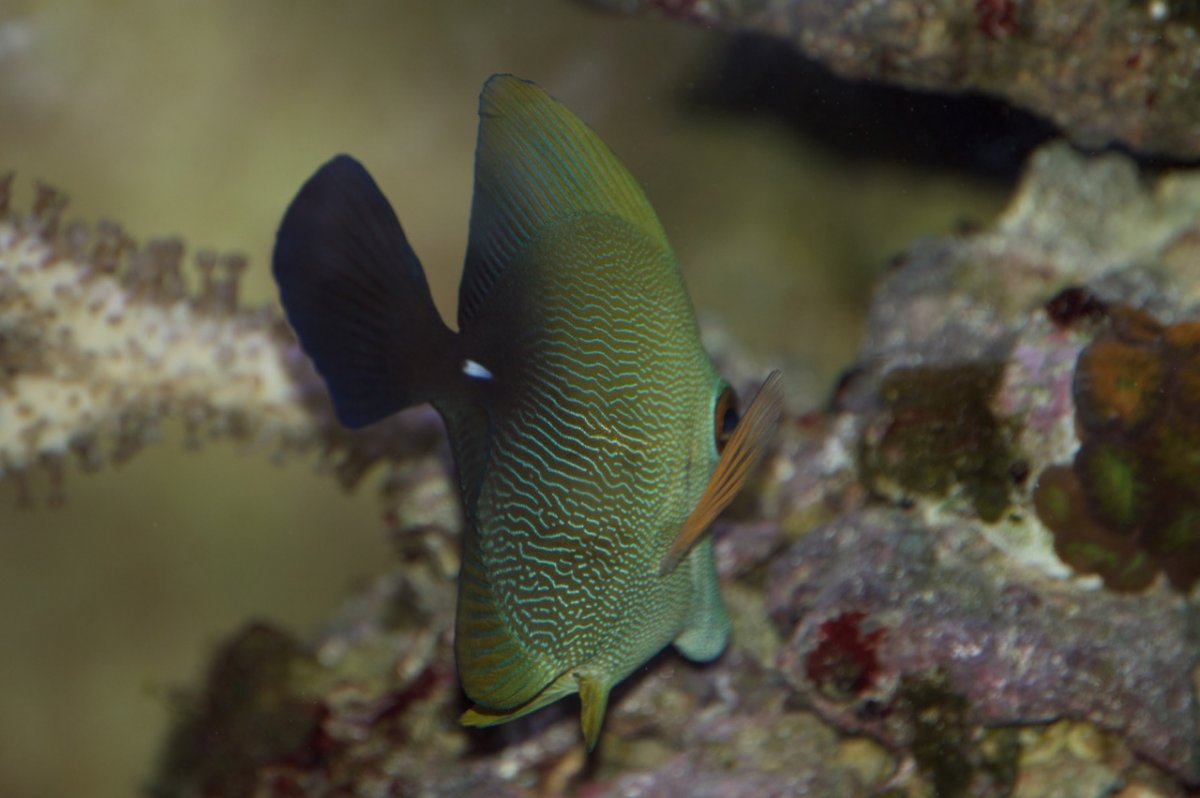 _DSC1397.jpeg