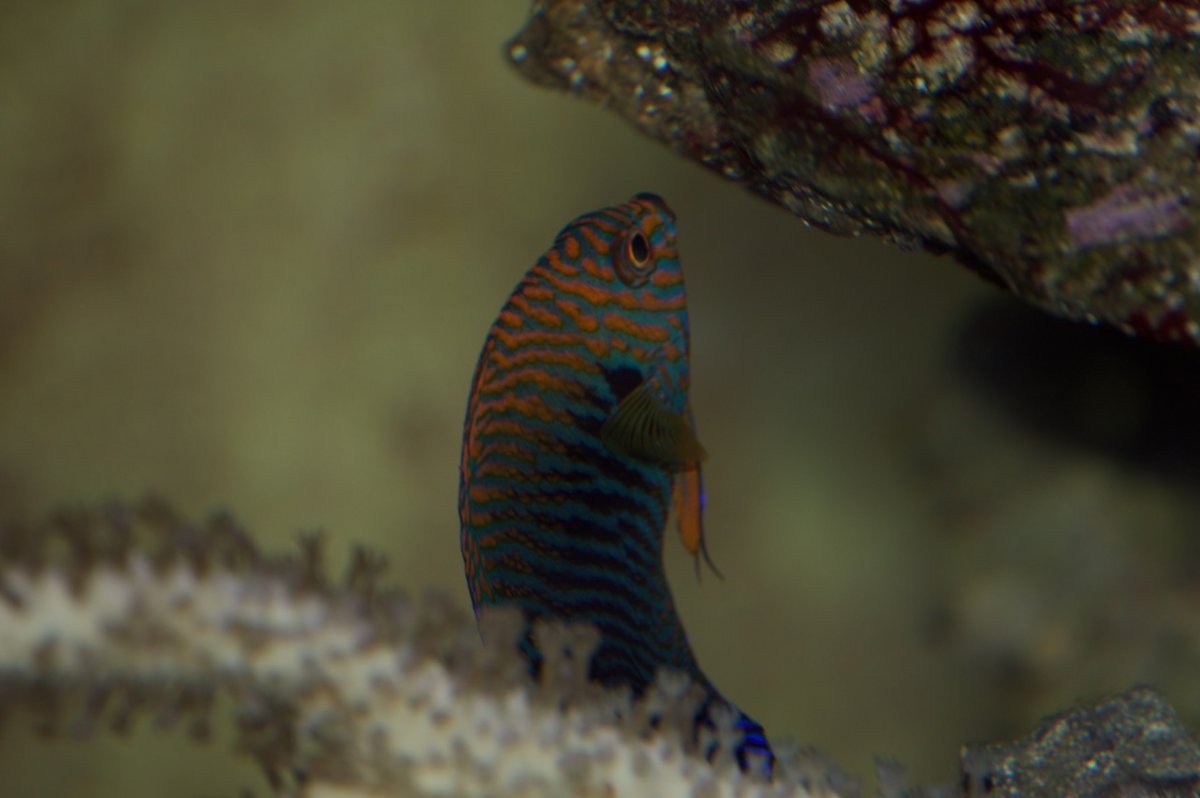 _DSC1403.jpeg