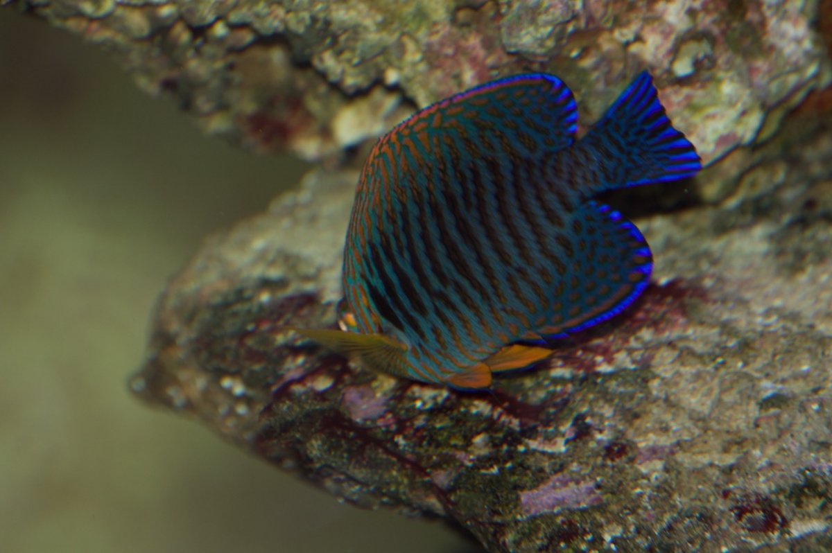 _DSC1405.jpeg