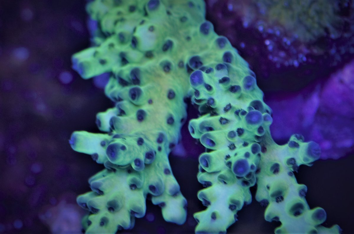 _DSC3571 greenblue polyps.jpg