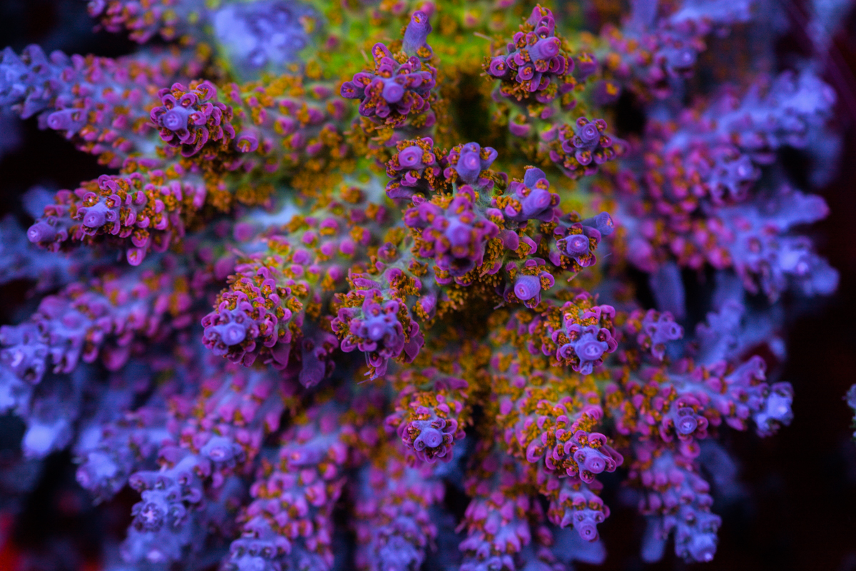 Some of my Acro Collection | Page 54 | Reef2Reef