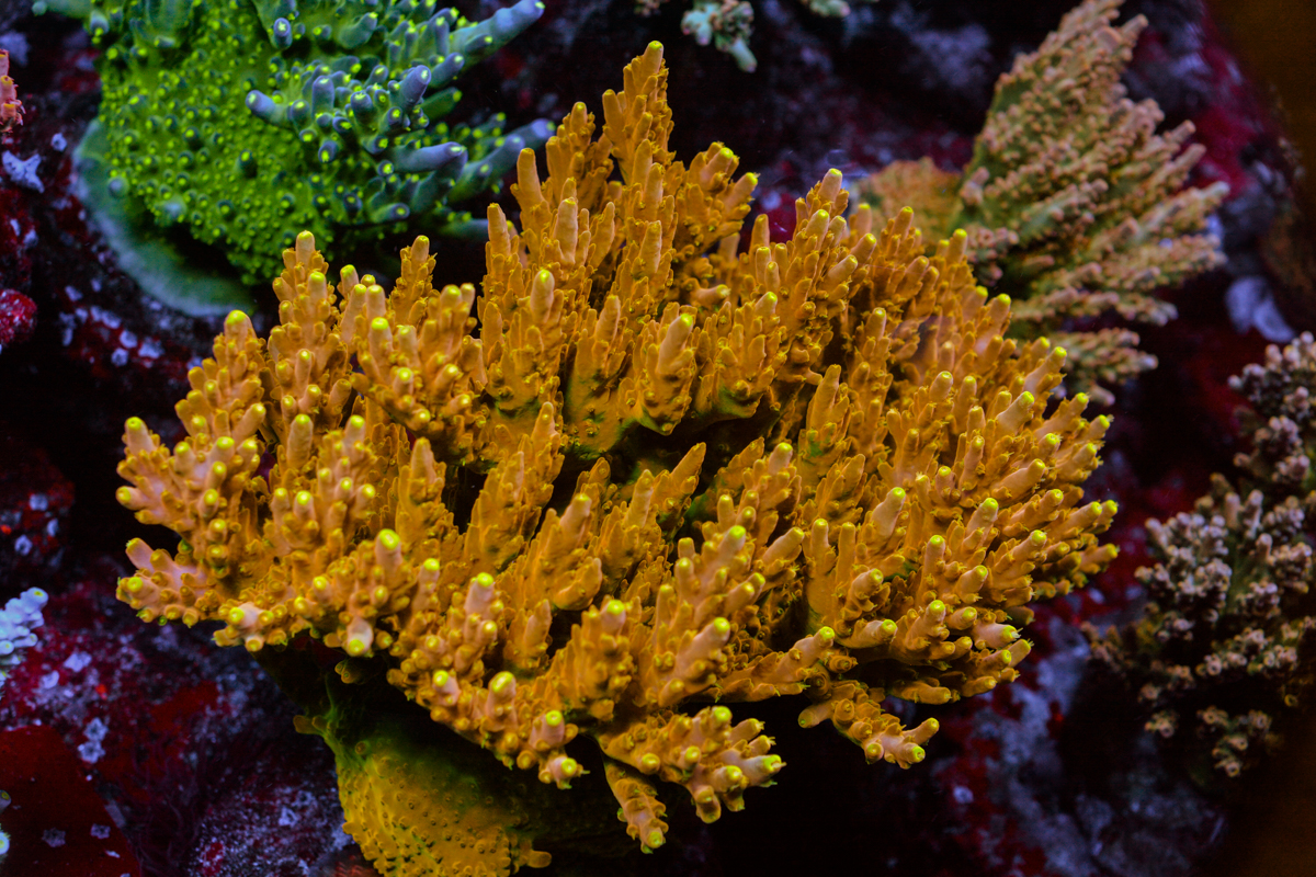 Some of my Acro Collection | Page 54 | Reef2Reef