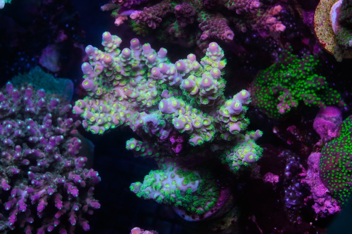 _DSC4650.jpeg