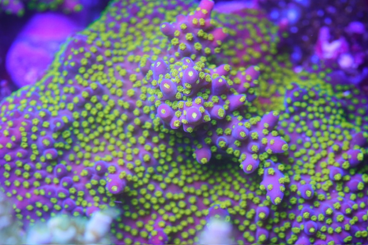 _DSC4666.jpeg