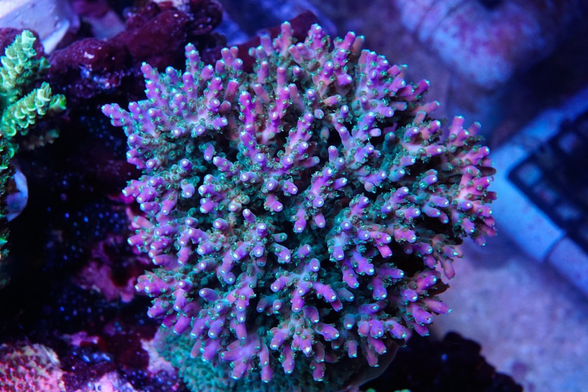_DSC4816.jpeg