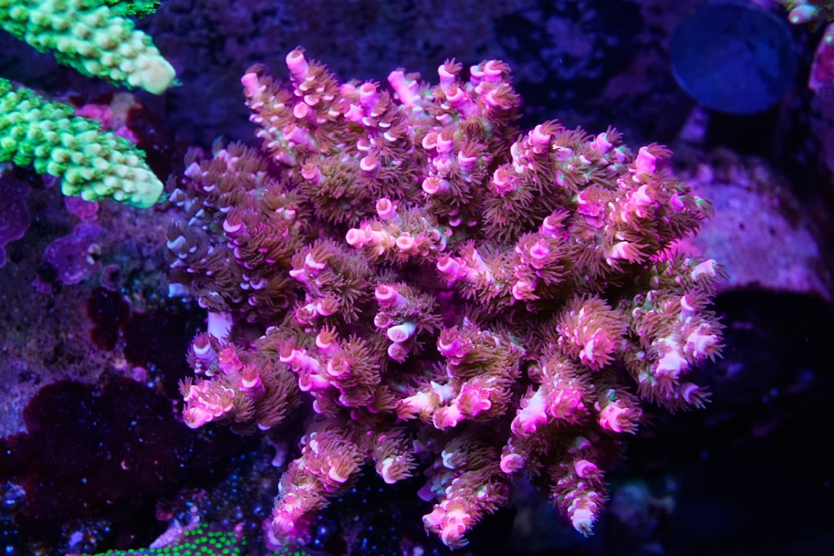 _DSC4818.jpeg