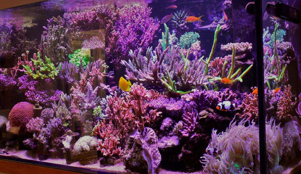 _DSC6237 FTS of corals.jpg