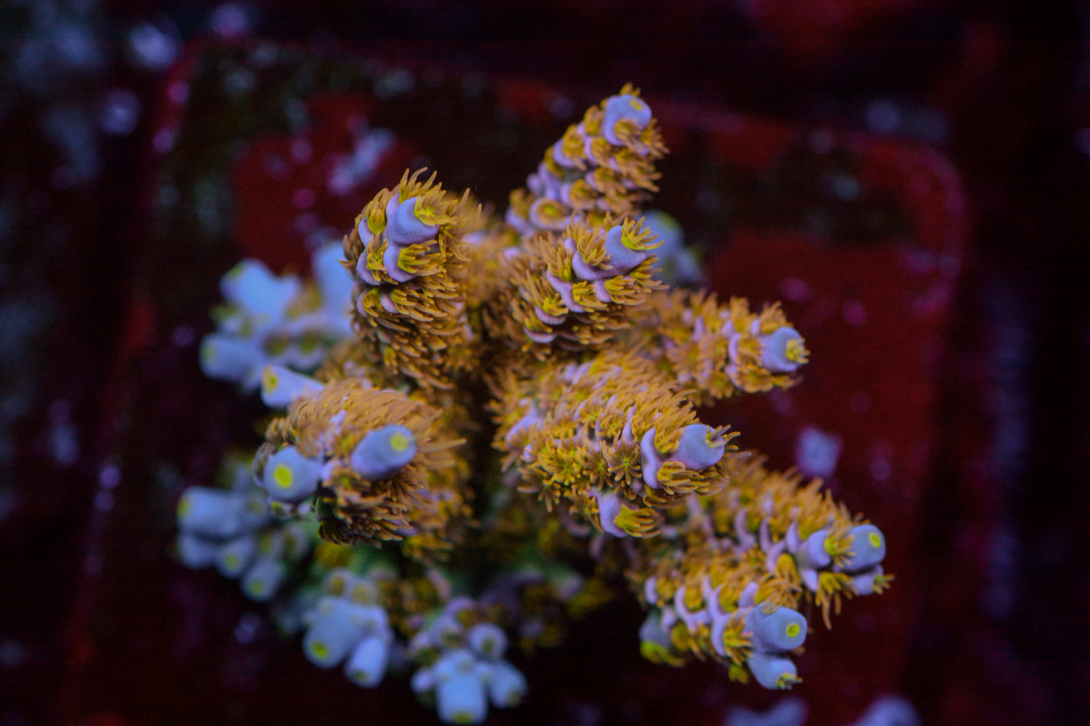 Some of my Acro Collection | Page 66 | Reef2Reef