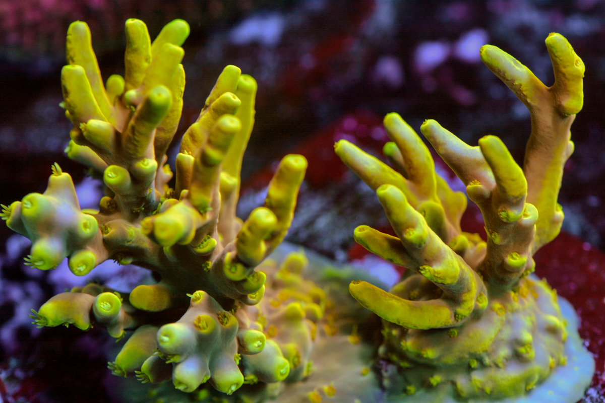Some of my Acro Collection | Page 67 | Reef2Reef