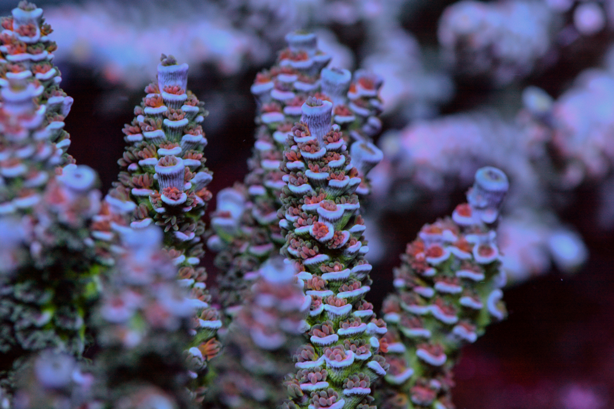 Some of my Acro Collection | Page 70 | Reef2Reef