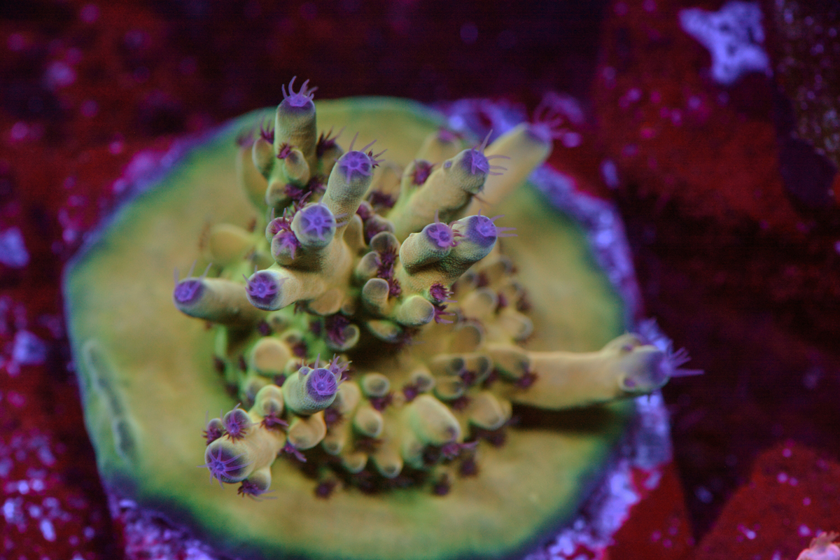 Some of my Acro Collection | Page 76 | Reef2Reef