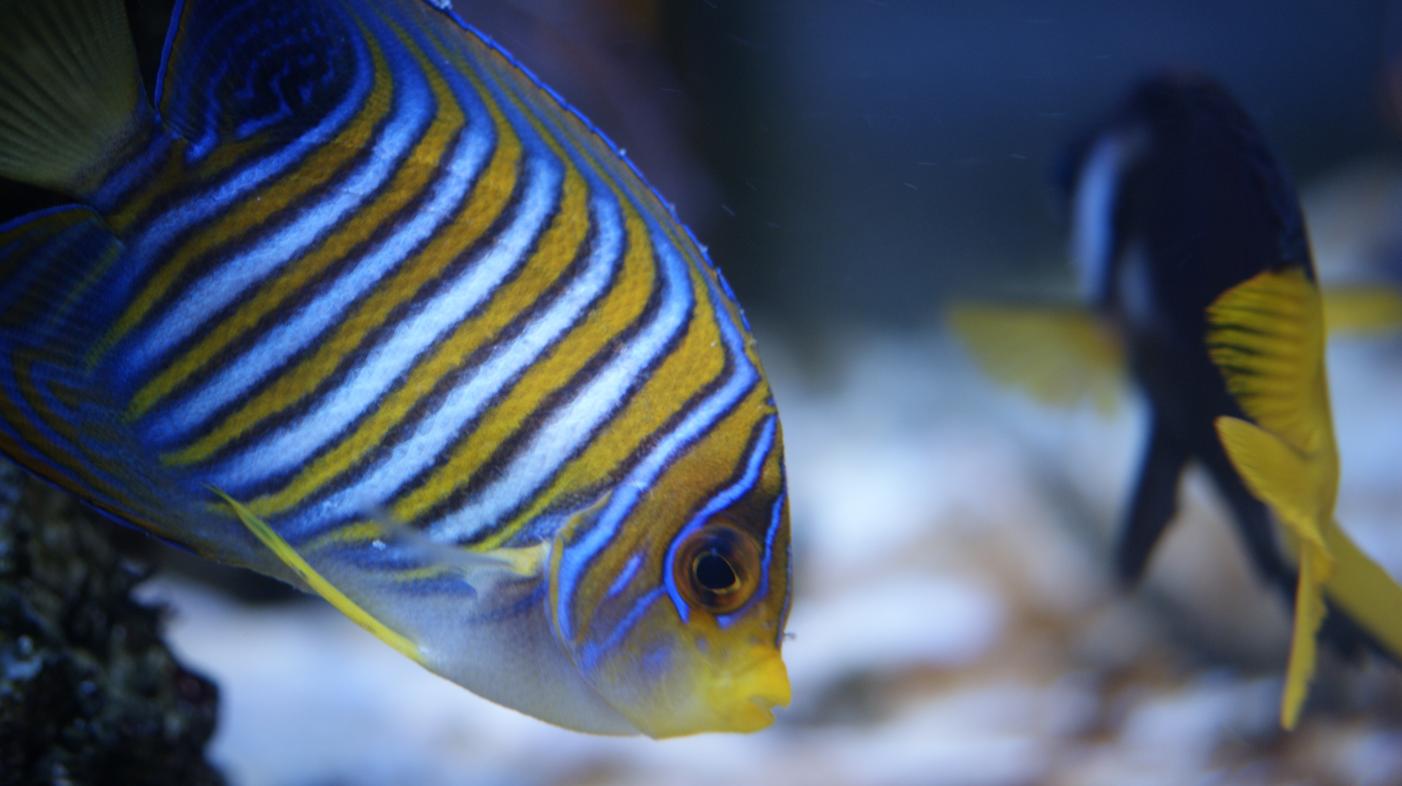 September 2014 Photo of the Month Contest (Angels) | REEF2REEF ...
