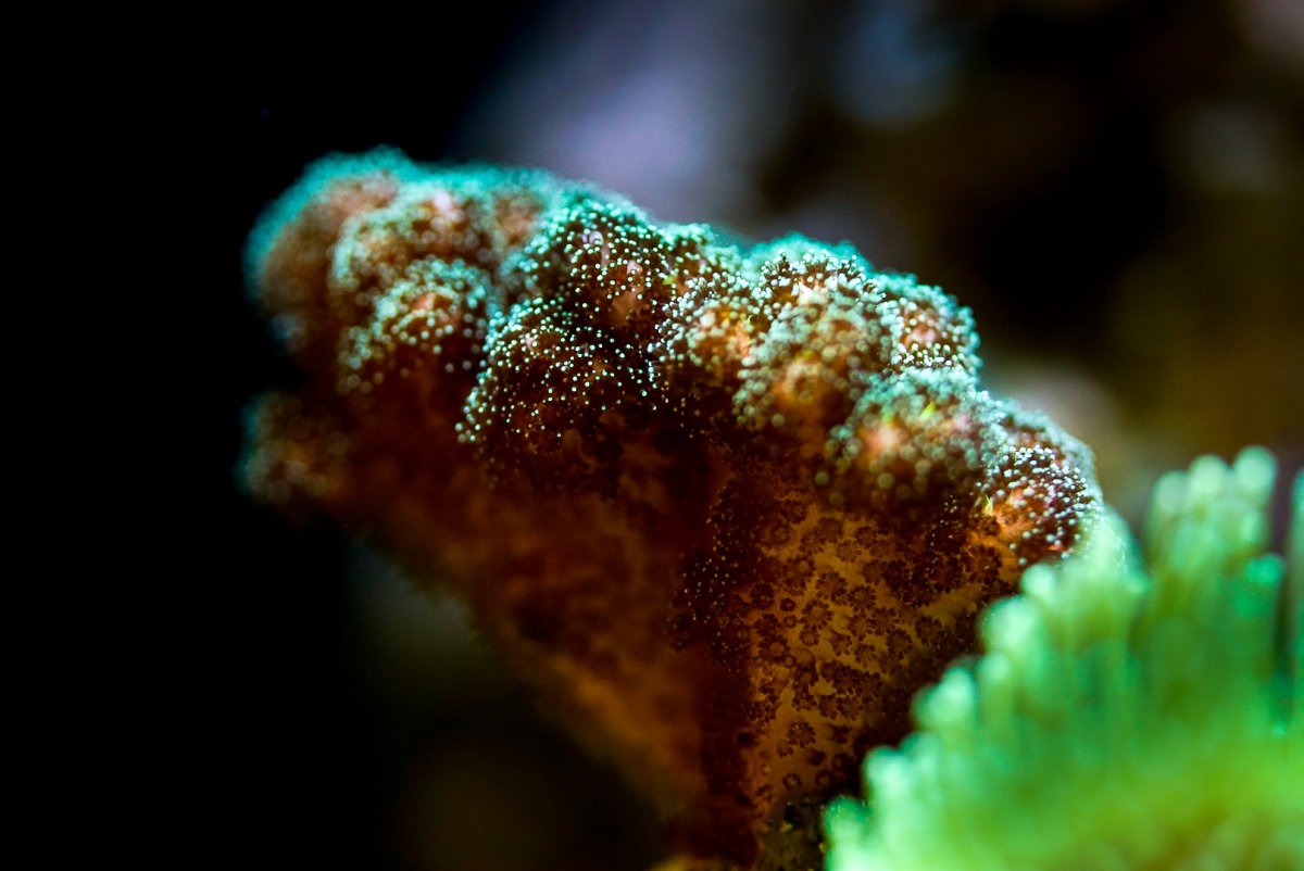 _DSC8000.jpg