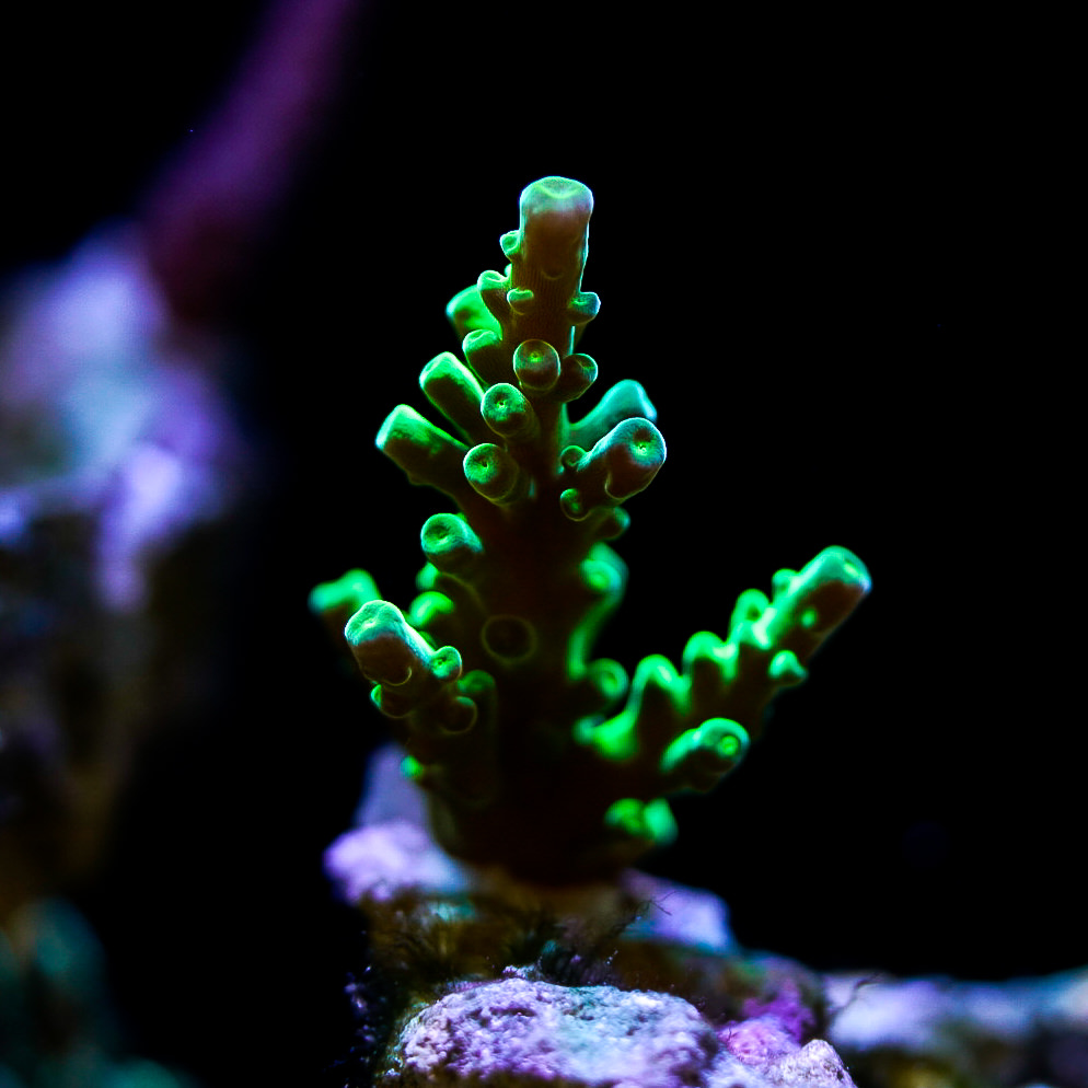 _DSC8001.jpg