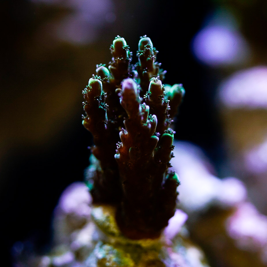 _DSC8005.jpg