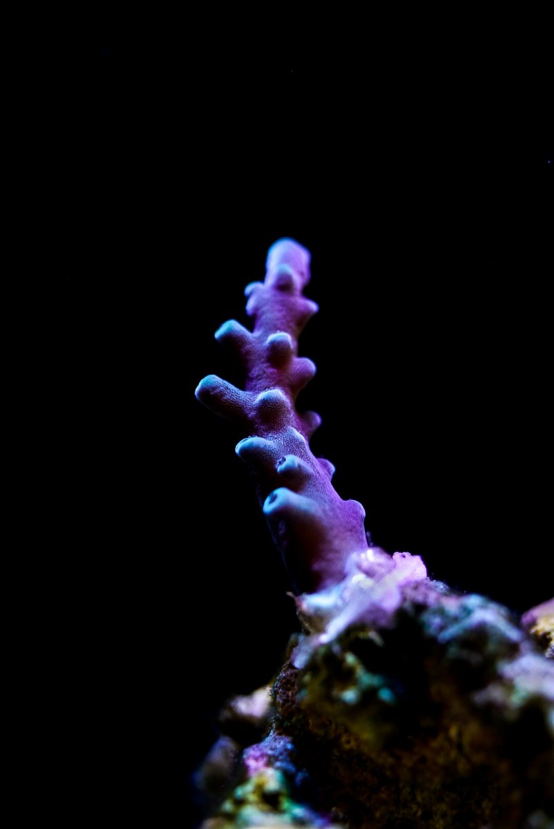 _DSC8011.jpg