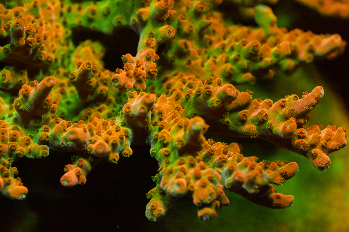 _DSC8252.JPG