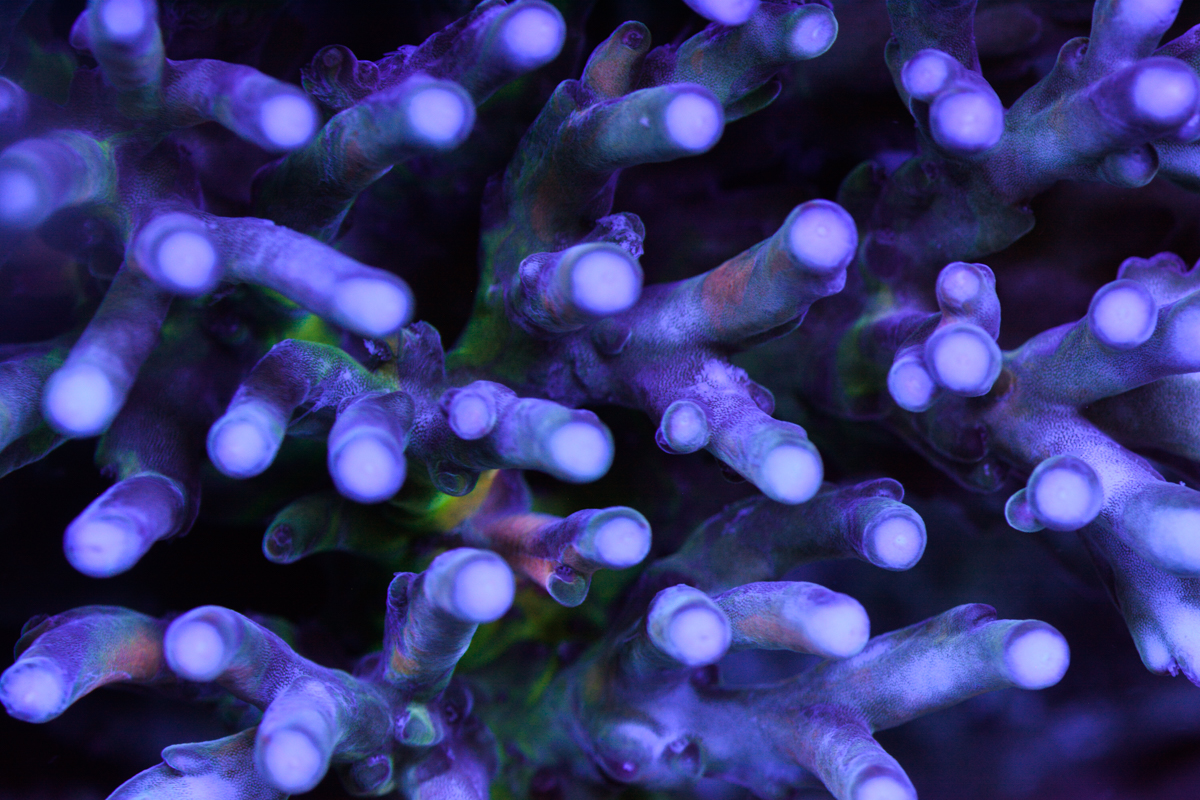 _DSC8342.JPG
