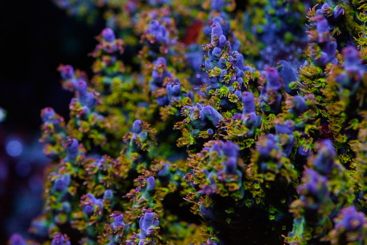 _DSC8652.JPG