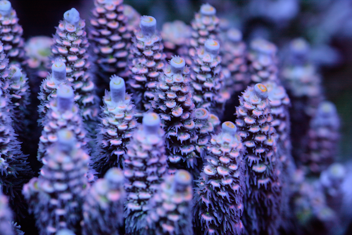 _DSC8668.JPG