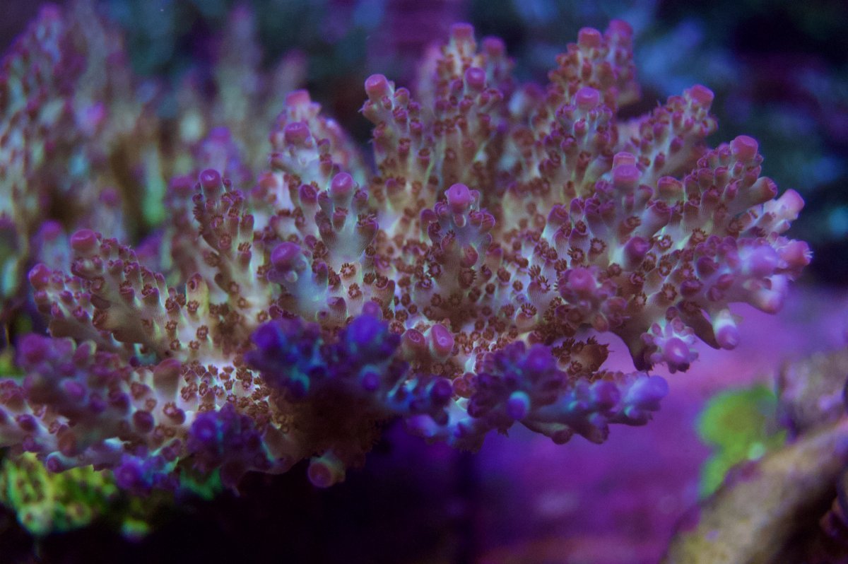 _DSC8876.jpeg