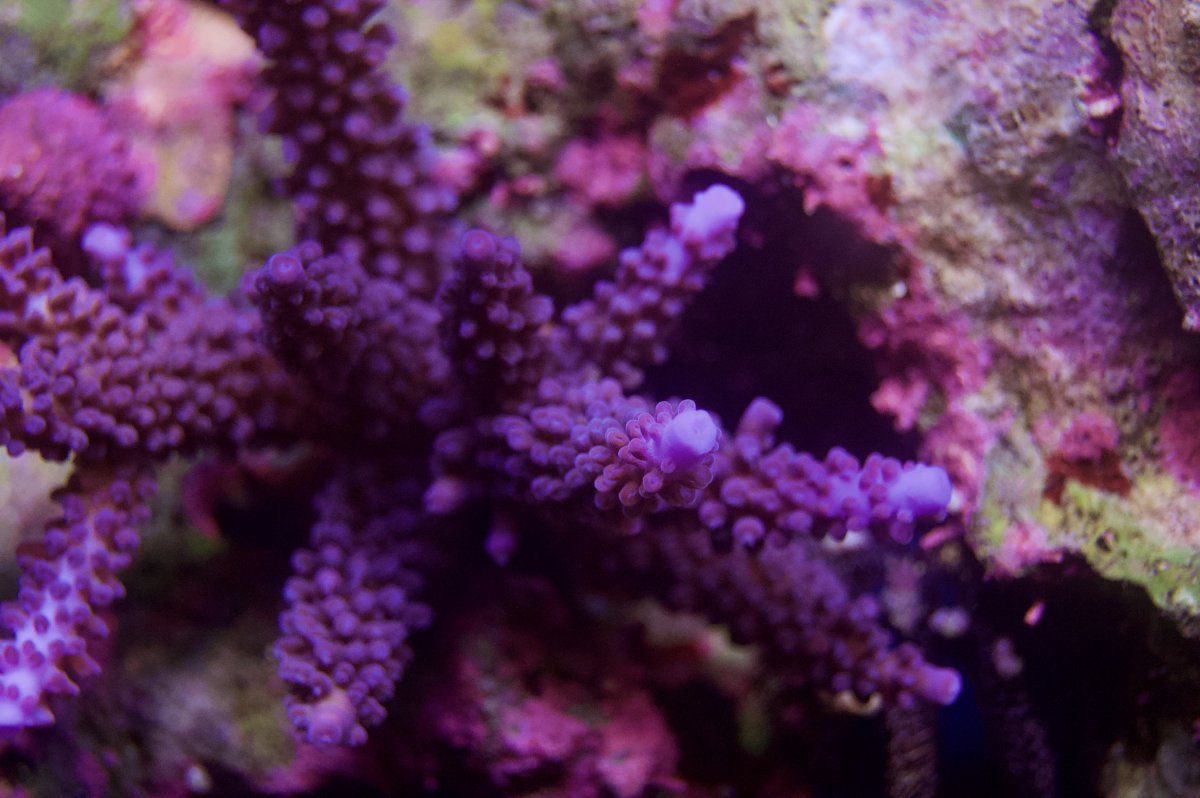 _DSC8895.jpeg