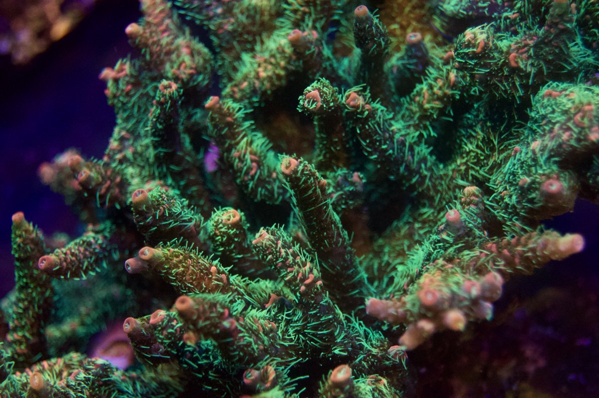 _DSC8929.jpeg