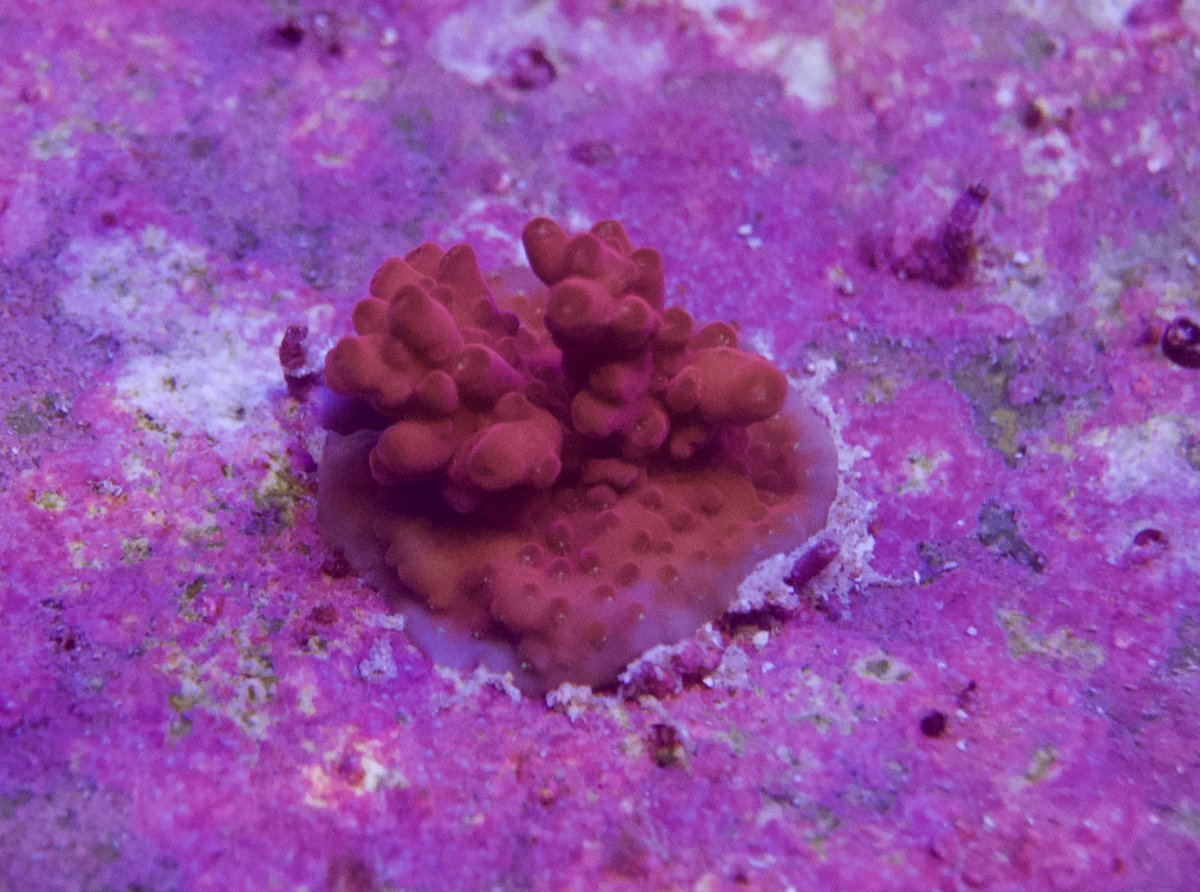 _DSC8931.jpeg