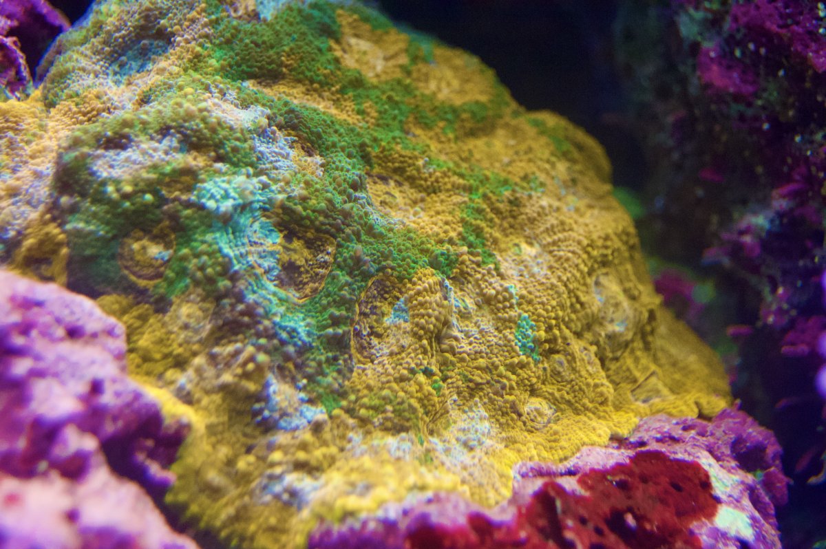 _DSC9073.jpeg
