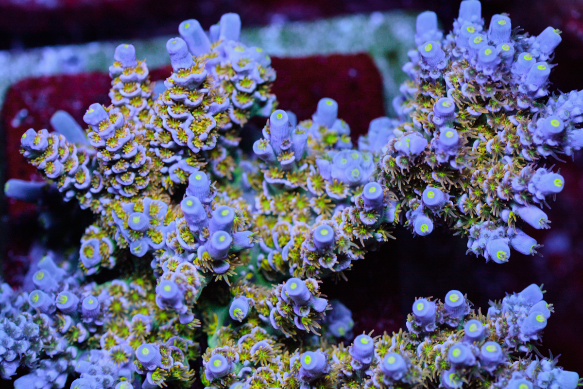 Some of my Acro Collection | Page 98 | Reef2Reef