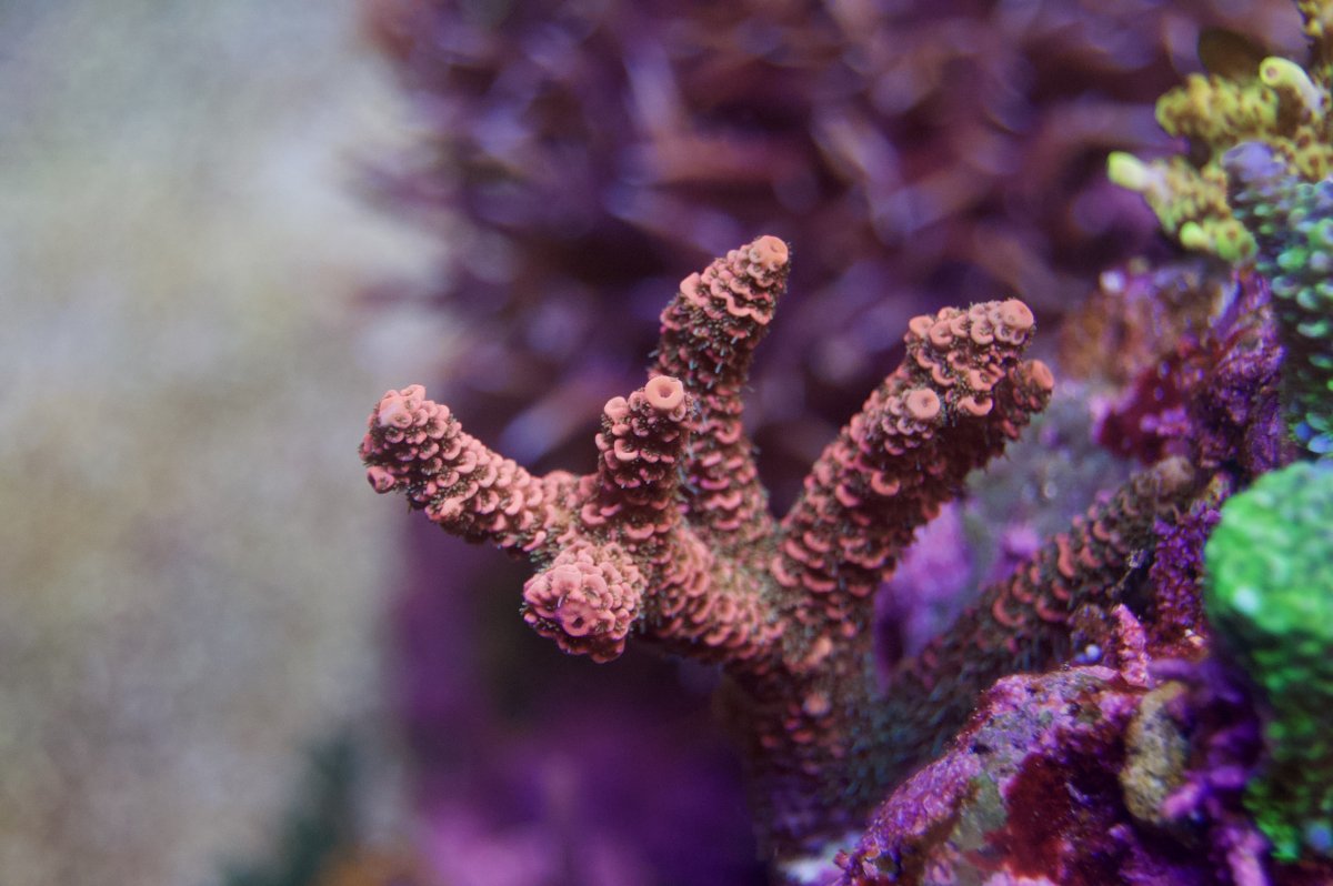 _DSC9085.jpeg