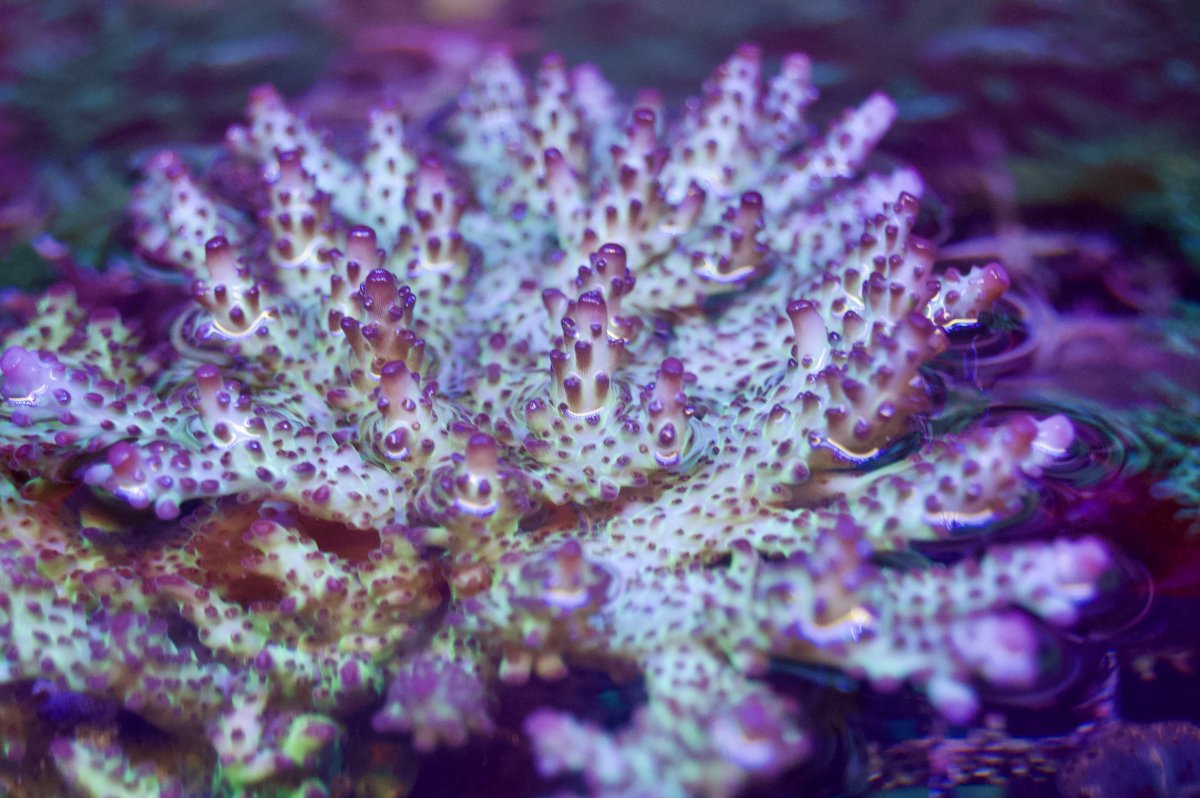 _DSC9137.jpeg