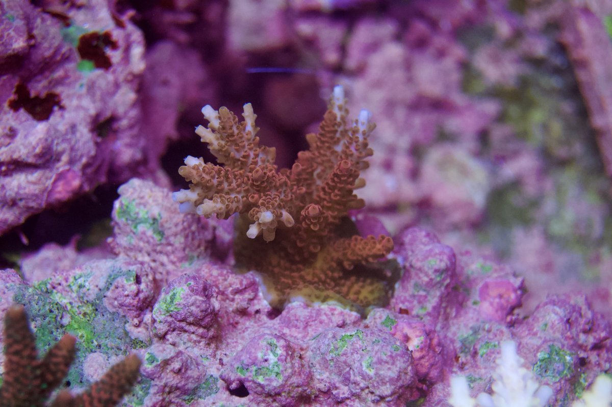 _DSC9154.jpeg