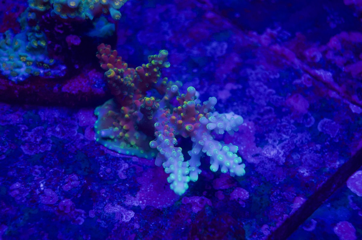 _DSC9215.jpeg