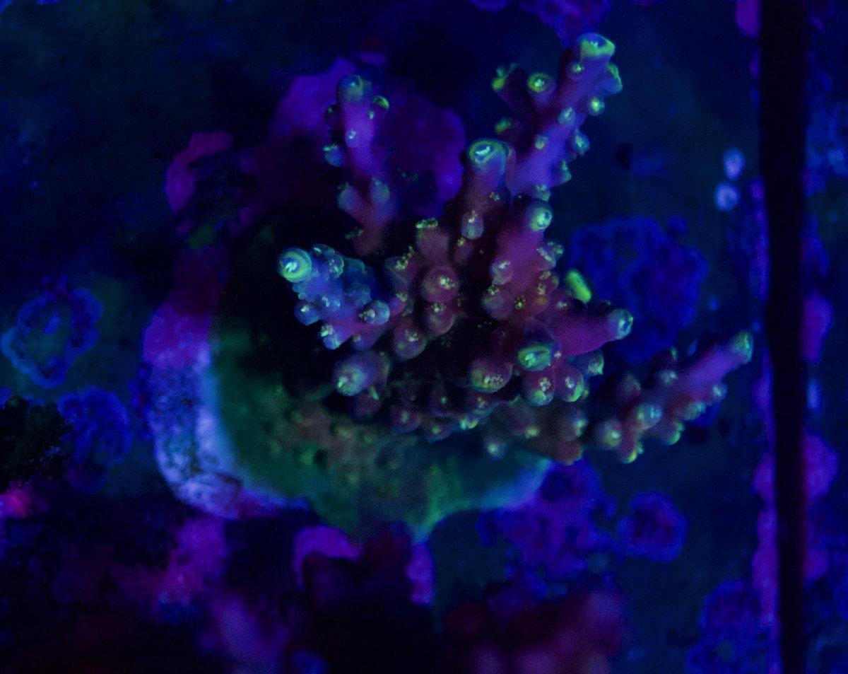 _DSC9217.jpeg